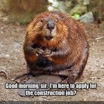 beaver job hunts