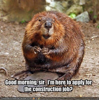 beaver job hunts